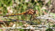 25th Jun 2024 - Dragonfly