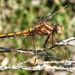 Dragonfly by mattjcuk