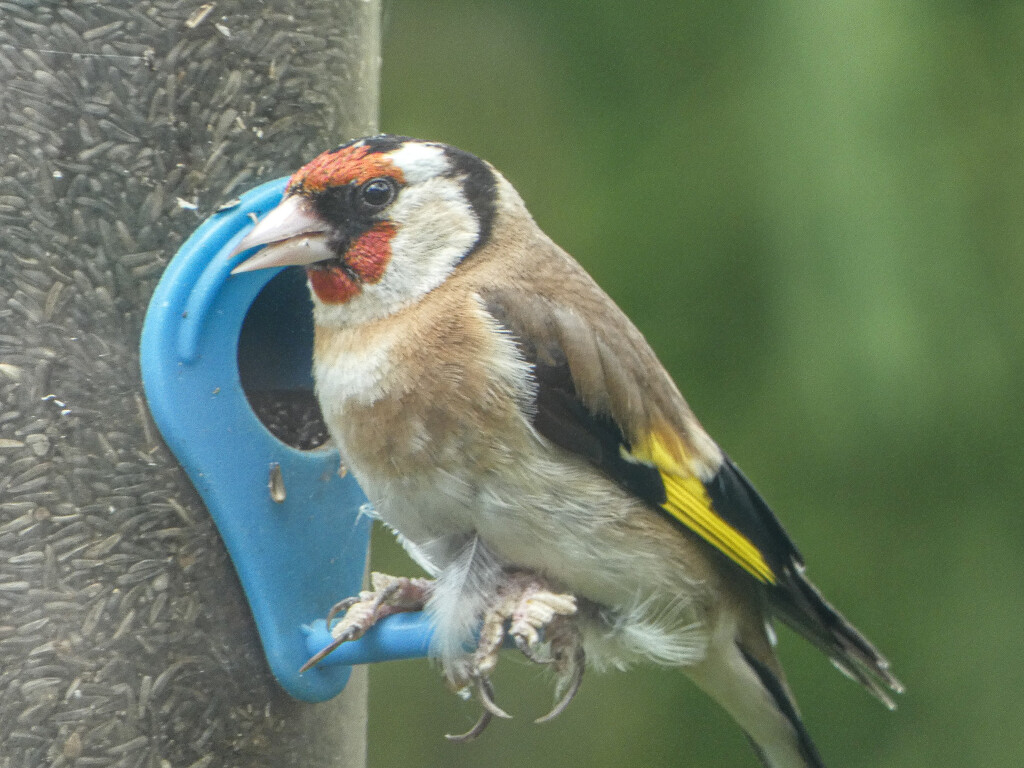 Goldfinch by mumswaby