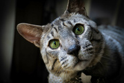 20th Jun 2024 - Curious Eyes of a Savannah Cat