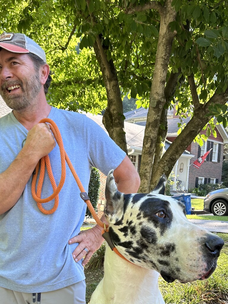 prize-winning Great Dane so over being famous by swagman