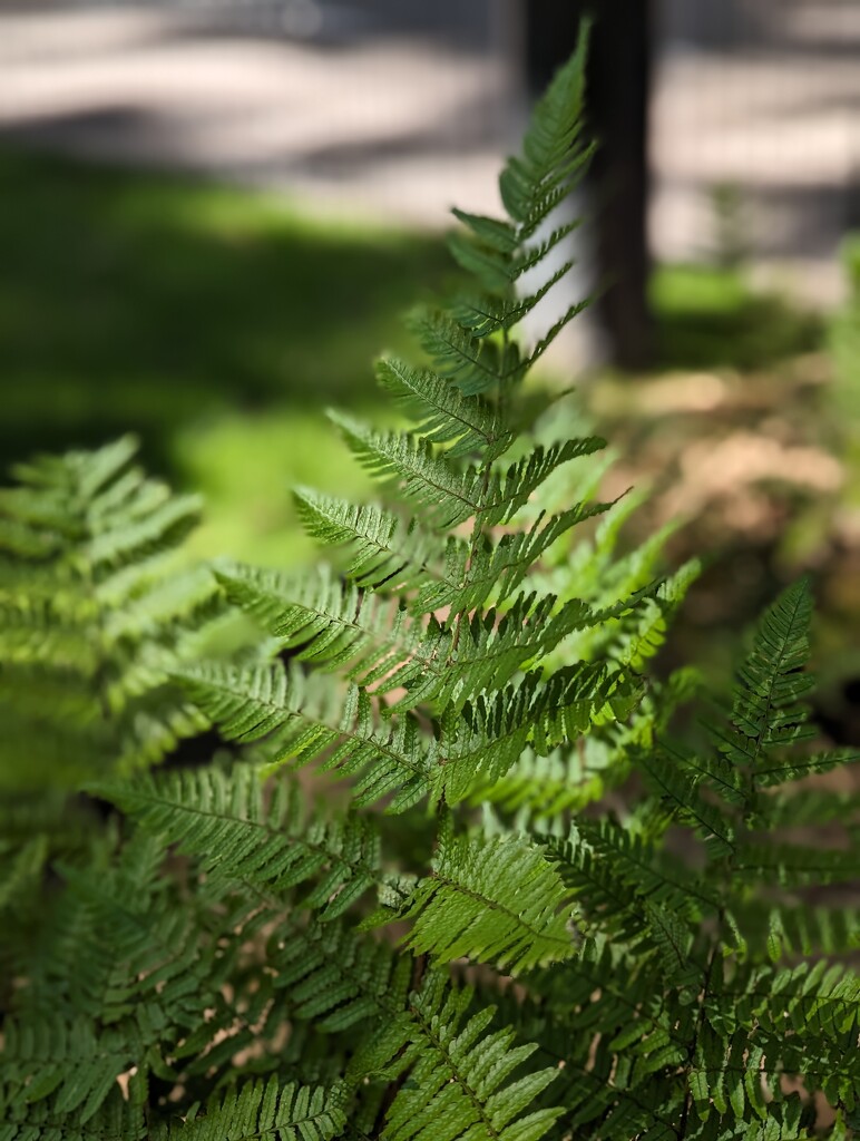 Fern in the Light by veronicalevchenko