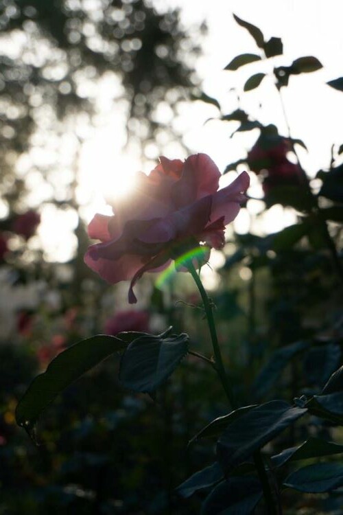 Rose kissed by the sun by veronicalevchenko