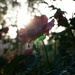 Rose kissed by the sun by veronicalevchenko