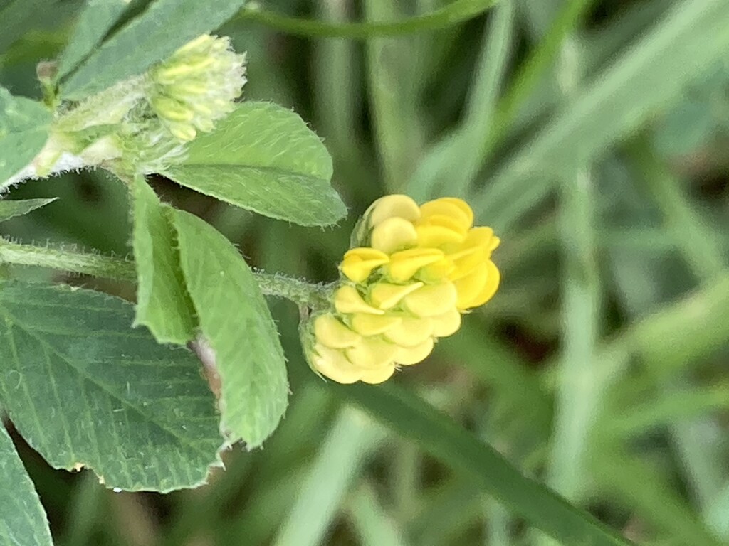 Little Yellow Flower by spanishliz