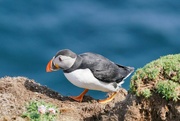 20th Jun 2024 - CREEPING ALONG THE CLIFF TOP