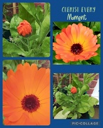 26th Jun 2024 - Calendula 