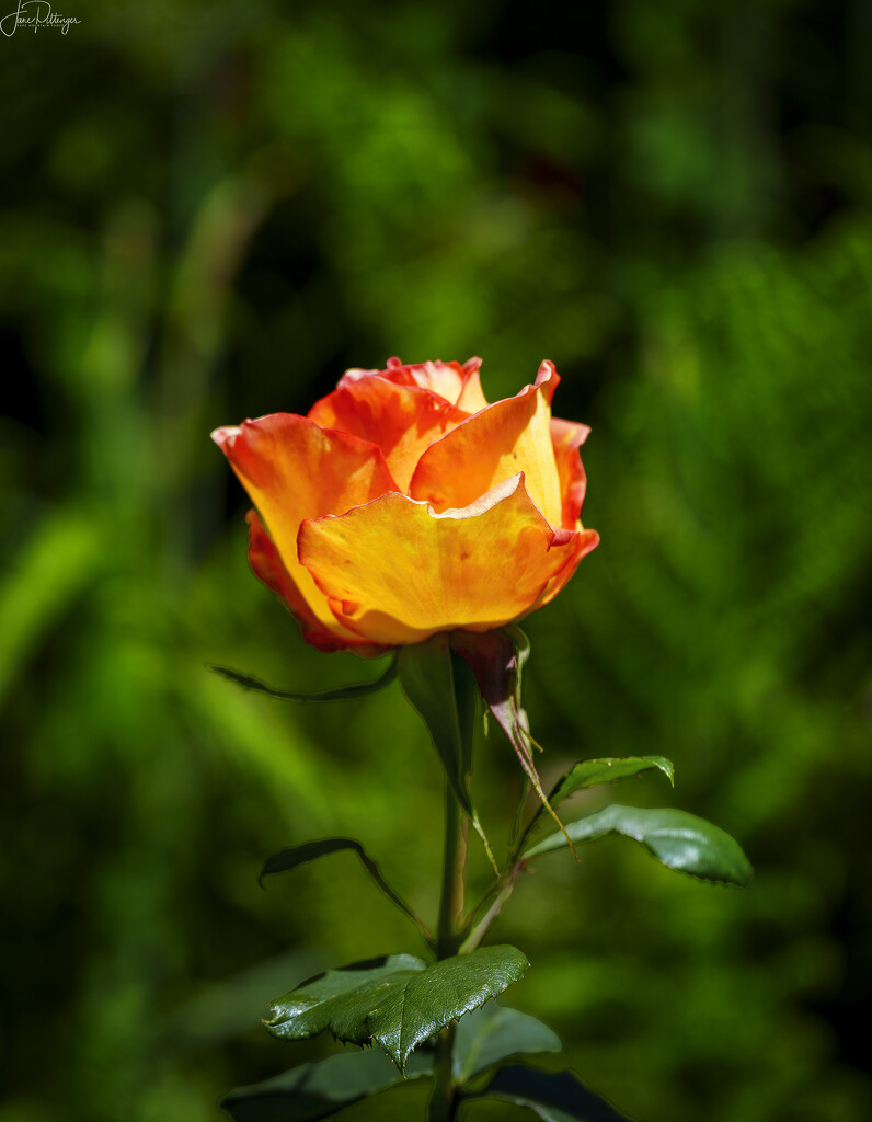 Rose Glowing by jgpittenger