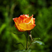 Rose Glowing by jgpittenger