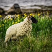 25th Jun 2024 - Black faced sheep.