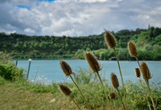 25th Jun 2024 - Lakeside teasel