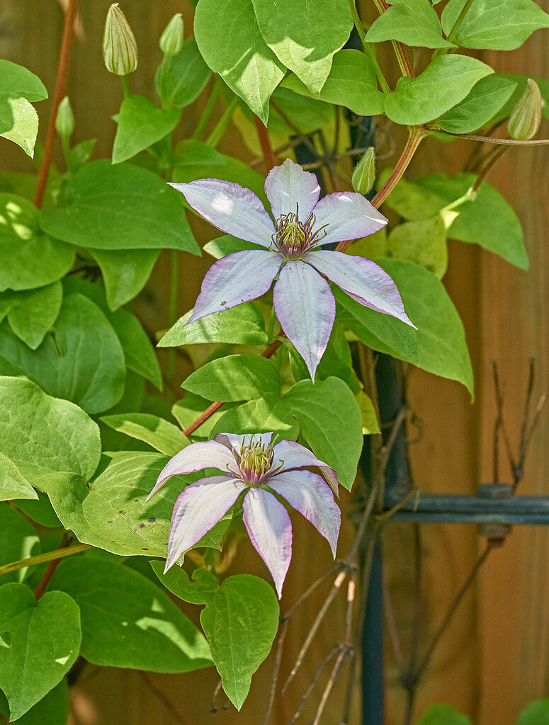 Samaritan Jo - Clematis Flowers by gardencat