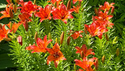 25th Jun 2024 - Lilies