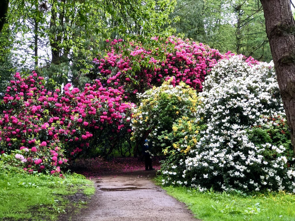 Rhododendrons at Tatton Park Gardens in Cheshire by susiemc