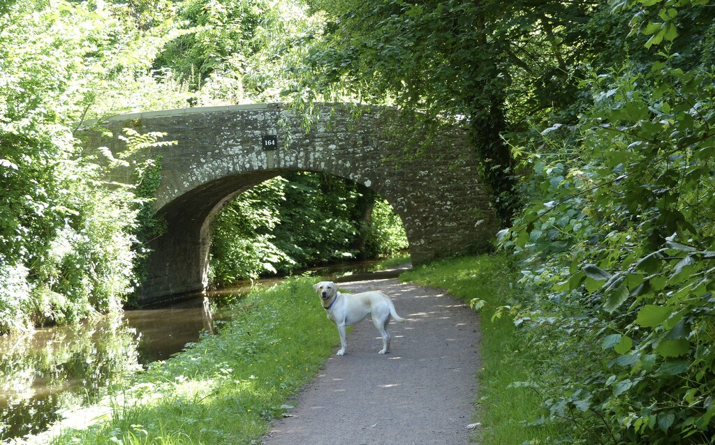 A Walk Along the Canal with Tilly and Nicola by susiemc