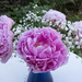 Peony surprise by busylady