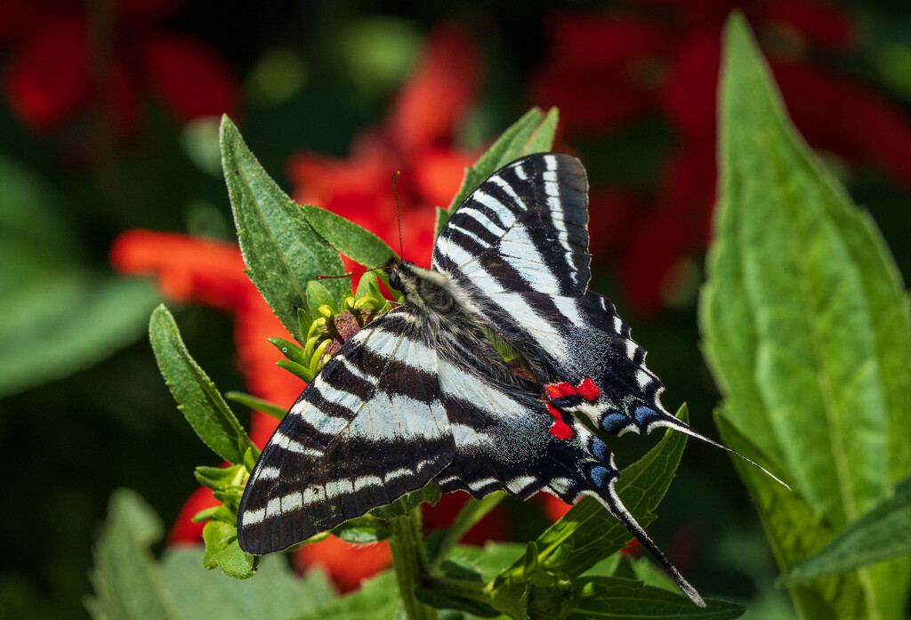 Zebra Swallowtail by kvphoto