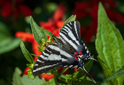 25th Jun 2024 - Zebra Swallowtail