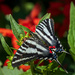 Zebra Swallowtail by kvphoto