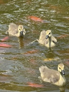 16th Jun 2024 - Little Ducks All in a Row