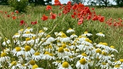 25th Jun 2024 - Oxeye Daisies and Poppies