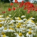 Oxeye Daisies and Poppies by phil_sandford