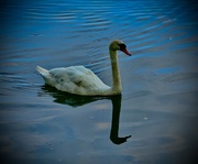 25th Jun 2024 - Watching Swans