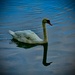 Watching Swans by jmdeabreu