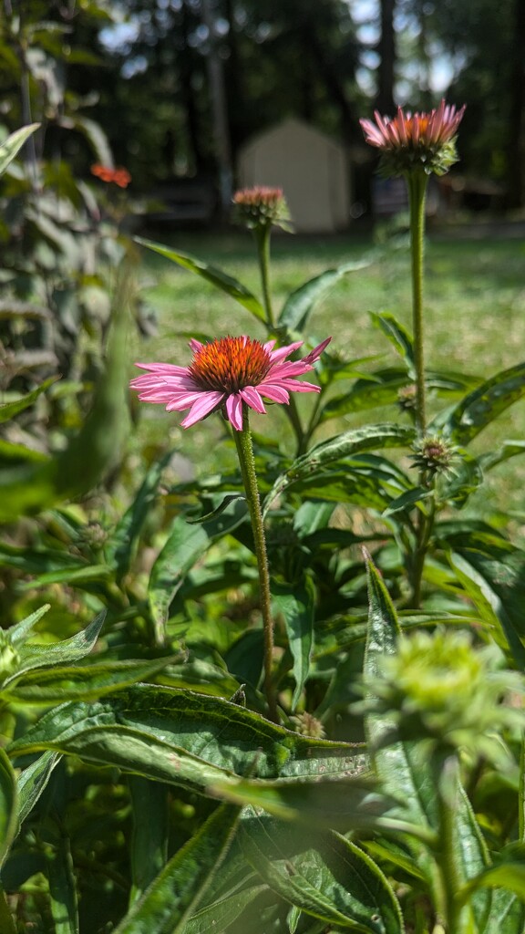 Coneflowers are Blooming by julie