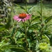 Coneflowers are Blooming