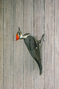 17th Jun 2024 - Woody Woodpecker