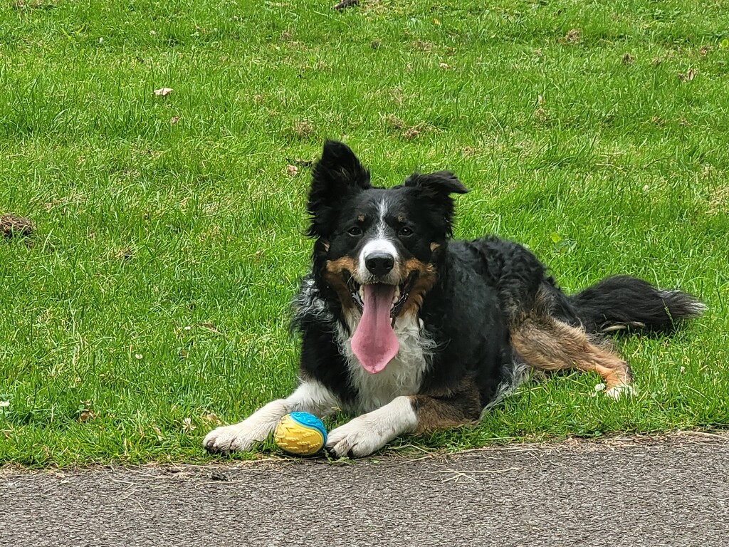 Happy pup by clearday