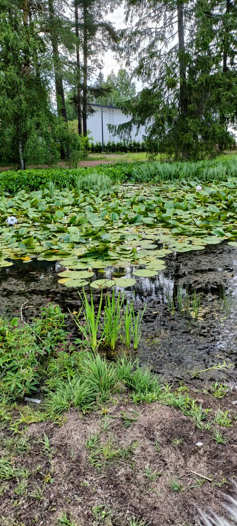 Lake covered in Lily pads 🪷 by aalensson