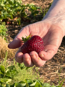 25th Jun 2024 - There were plump berries undereath the leaves