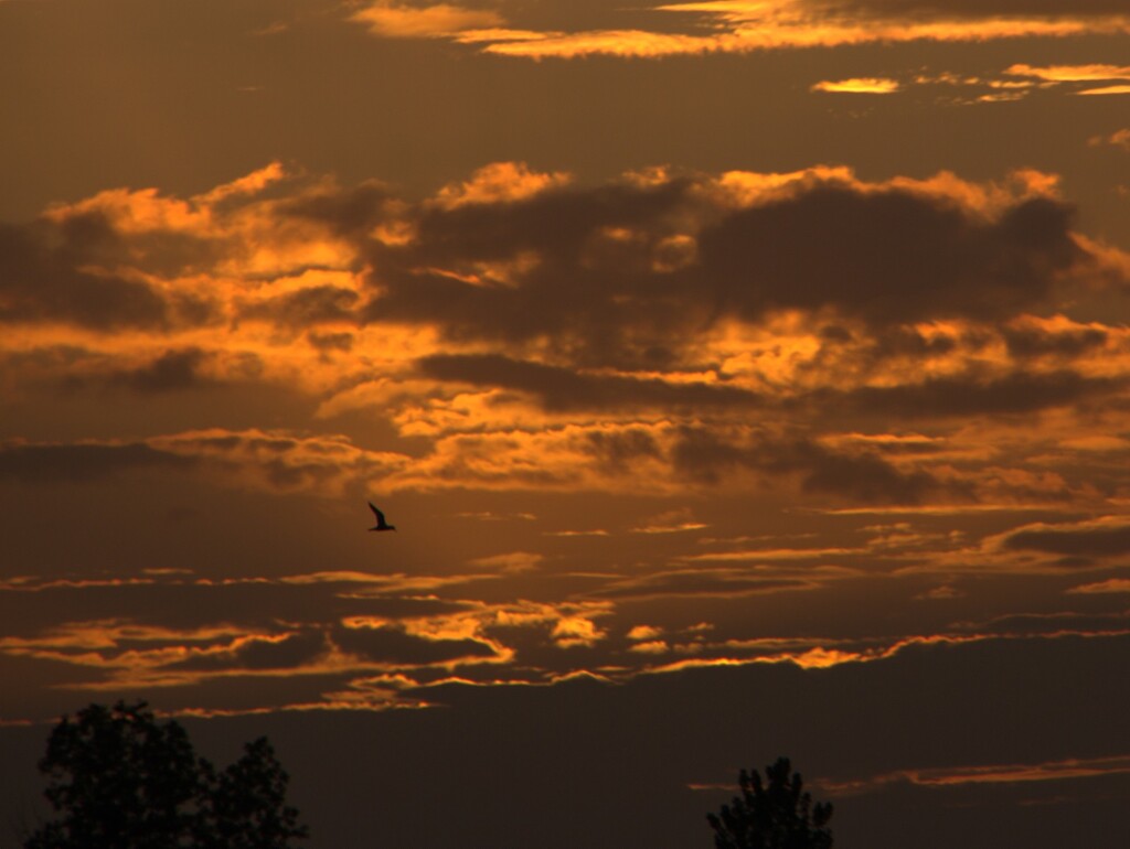 Evening Flight by granagringa