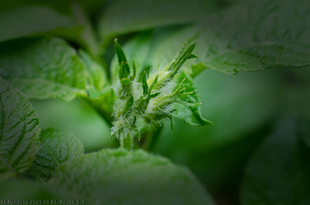 Potato Flowers by byrdlip