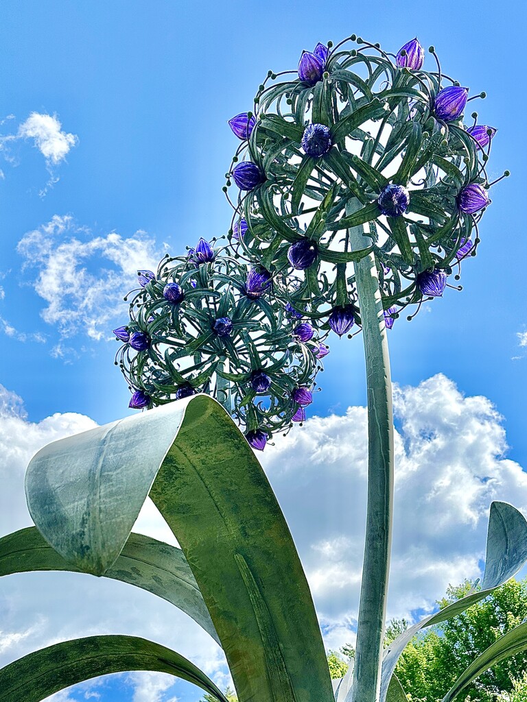 Giant Allium Sculpture  by jnewbio