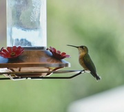 25th Jun 2024 - Pretty Little Hummer 