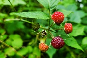 25th Jun 2024 - All the stages of a raspberry