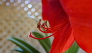 25th Jun 2024 - Summer Amaryllis