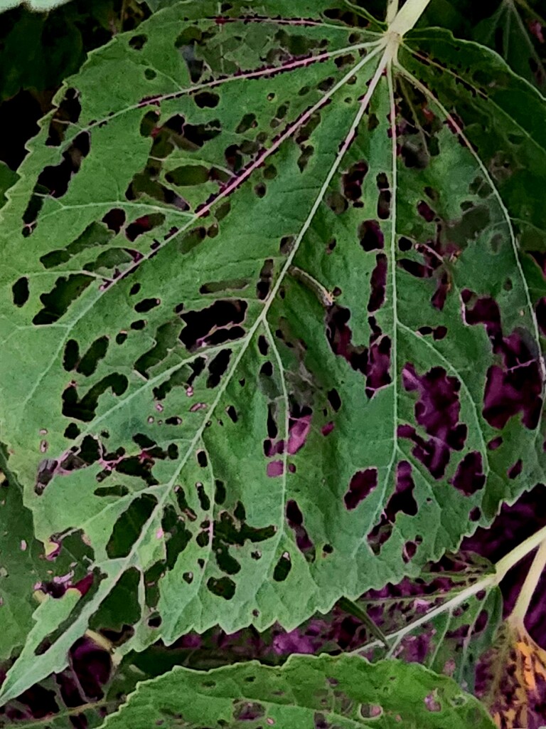 Chewed Up Hibiscus Leaf by jo38