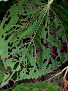 25th Jun 2024 - Chewed Up Hibiscus Leaf