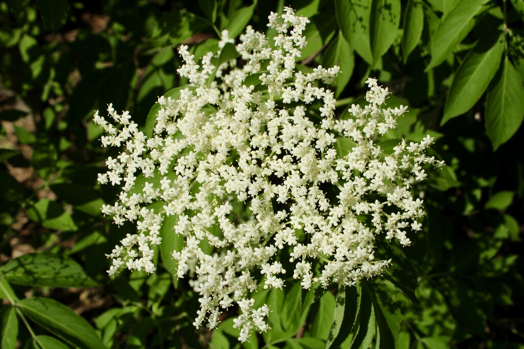 Elderberry by mltrotter