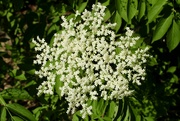 25th Jun 2024 - Elderberry