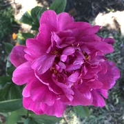 25th Jun 2024 - Peony Bloom in our Front Yard