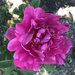 Peony Bloom in our Front Yard by dailypix