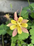 25th Jun 2024 - Columbine