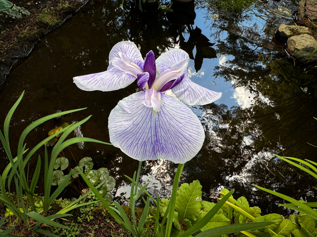 Showstopper Iris by berelaxed