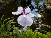 25th Jun 2024 - Showstopper Iris