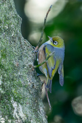 26th Jun 2024 - Waxeye ndao25